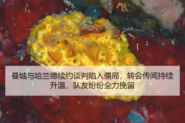 man-cheng-yu-ha-lan-de-xu-yue-tan-pan-xian-ru-jiang-ju-zhuan-hui-chuan-wen-chi-xu-sheng-wen-dui-you-fen-fen-quan-li-wan-3-347.jpg